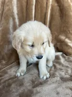 Bella , a female Golden Retriever for sale in Claypool, IN – Photo 4 of 4