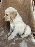 Tator, a male Golden Retriever for sale in Claypool, IN – Photo 2 of 4