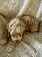 Jasper, a male Cockapoo for sale in Claypool, IN – 3 of 5