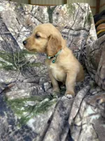 Kimber, a female Golden Retriever for sale in Claypool, IN – 4 of 7
