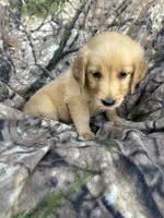 Isla , a female Golden Retriever for sale in Claypool, IN – 5 of 6