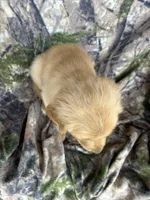 Cooper, a male Golden Retriever for sale in Claypool, IN – 3 of 7