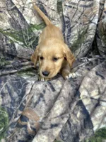 Kimber, a female Golden Retriever for sale in Claypool, IN – 5 of 7