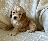 Jasper, a male Cockapoo for sale in Claypool, IN – 5 of 5