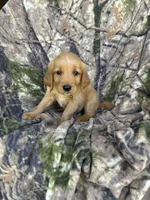 Sonny , a male Golden Retriever for sale in Claypool, IN – 5 of 5