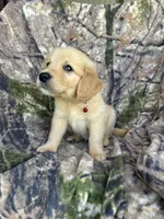 Mack, a male Golden Retriever for sale in Claypool, IN – 2 of 5