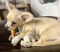 Dolly Mae, a female Chihuahua for sale in Rancho Cucamonga, CA – 2 of 8