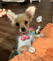 Dolly Mae, a female Chihuahua for sale in Rancho Cucamonga, CA – 3 of 8