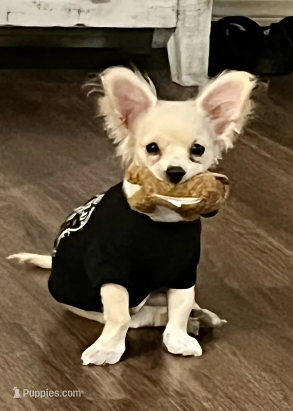 Dolly Mae – Chihuahua puppy for sale in Rancho Cucamonga, CA