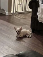 Dolly Mae, a female Chihuahua for sale in Rancho Cucamonga, CA – 6 of 8