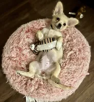 Dolly Mae, a female Chihuahua for sale in Rancho Cucamonga, CA – 5 of 8
