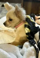Dolly Mae, a female Chihuahua for sale in Rancho Cucamonga, CA – 4 of 8