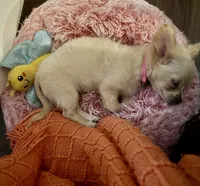 Dolly Mae, a female Chihuahua for sale in Rancho Cucamonga, CA – 8 of 8