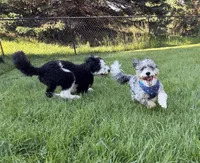 Blu, a male Sheepadoodle for sale in Farmington, MN – 3 of 4