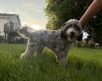 Blu, a male Sheepadoodle for sale in Farmington, MN – 4 of 4