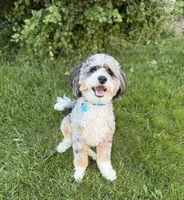 Blu, a male Sheepadoodle for sale in Farmington, MN – 1 of 4