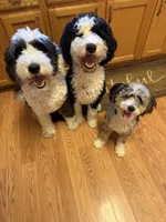 Blu, a male Sheepadoodle for sale in Farmington, MN – 2 of 4