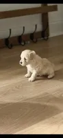 Teddy, a male Poodle - Toy  and Morkie for sale in Montegut, LA – 3 of 4