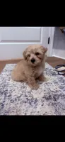 Zander , a male Poodle - Toy  and Morkie for sale in Montegut, LA – 4 of 4
