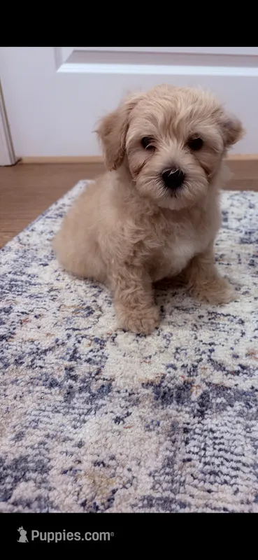 Teddy – Poodle - Toy , Morkie puppy for sale in Montegut, LA