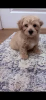 Zander, a male Poodle - Toy  and Morkie for sale in Montegut, LA – 2 of 5
