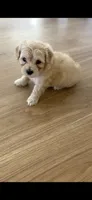Zander , a male Poodle - Toy  and Morkie for sale in Montegut, LA – 2 of 2