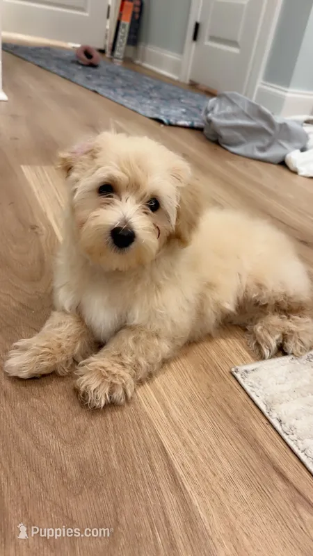 Tanner – Poodle - Toy , Morkie puppy for sale in Montegut, LA