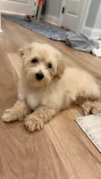 Tanner, a male Poodle - Toy  and Morkie for sale in Montegut, LA – 1 of 2