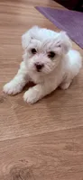 Sugar, a female Poodle - Toy  and Morkie for sale in Montegut, LA – 2 of 3
