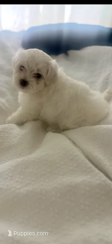 Marshmallow  – Poodle - Toy , Morkie puppy for sale in Montegut, LA