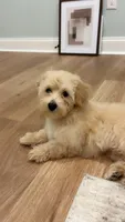 Tanner, a male Poodle - Toy  and Morkie for sale in Montegut, LA – 2 of 2