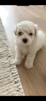 Marshmallow , a female Poodle - Toy  and Morkie for sale in Montegut, LA – 4 of 4