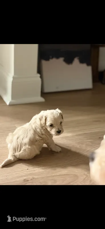 Teddy – Poodle - Toy , Morkie puppy for sale in Montegut, LA