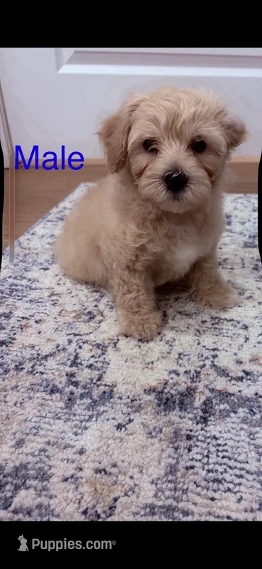 Zander  – Poodle - Toy , Morkie puppy for sale in Montegut, LA