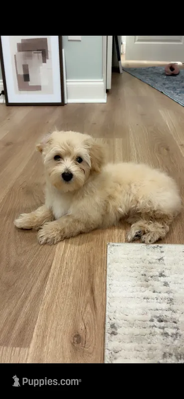 Taz – Poodle - Toy , Morkie puppy for sale in Montegut, LA