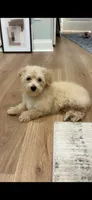 Taz, a male Poodle - Toy  and Morkie for sale in Montegut, LA – 1 of 2
