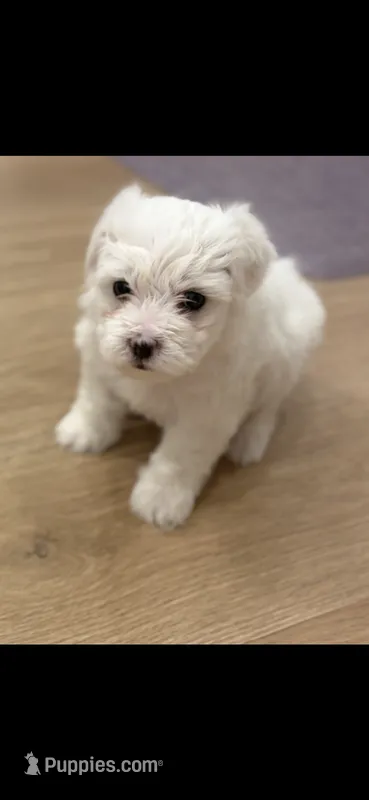 Sugar – Poodle - Toy , Morkie puppy for sale in Montegut, LA