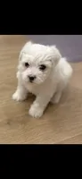 Sugar, a female Poodle - Toy  and Morkie for sale in Montegut, LA – 1 of 3