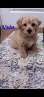 Zander, a male Poodle - Toy  and Morkie for sale in Montegut, LA – 3 of 5