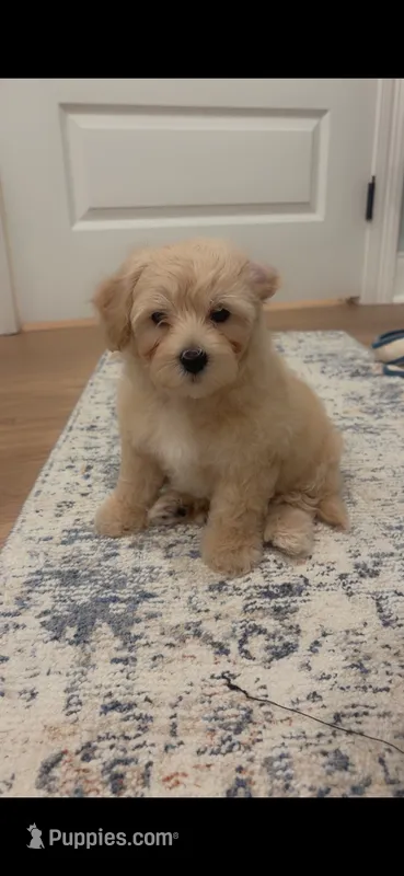 Zander – Poodle - Toy , Morkie puppy for sale in Montegut, LA