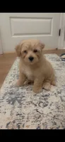 Zander, a male Poodle - Toy  and Morkie for sale in Montegut, LA – 1 of 5