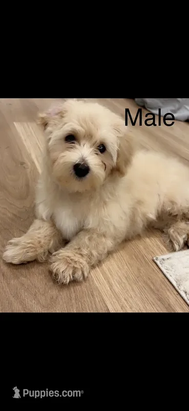Tanner – Poodle - Toy , Morkie puppy for sale in Montegut, LA