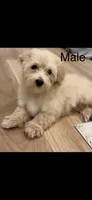 Tanner, a male Poodle - Toy  and Morkie for sale in Montegut, LA – 1 of 1