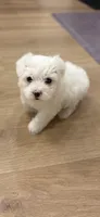 Sugar, a female Poodle - Toy  and Morkie for sale in Montegut, LA – 3 of 3