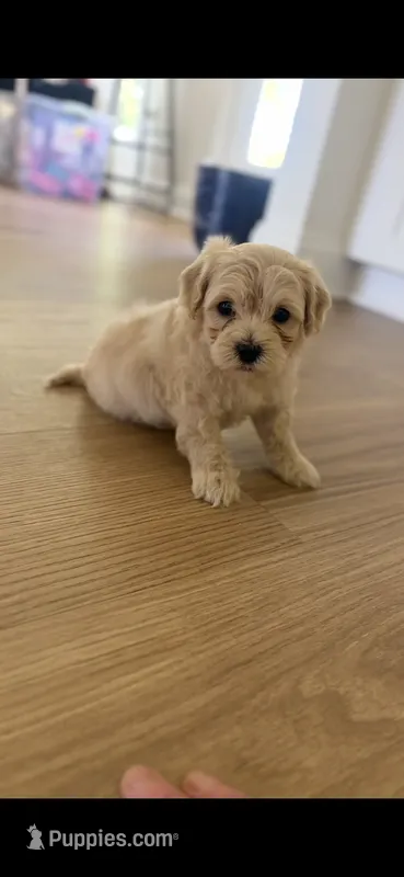 Zander  – Poodle - Toy , Morkie puppy for sale in Montegut, LA
