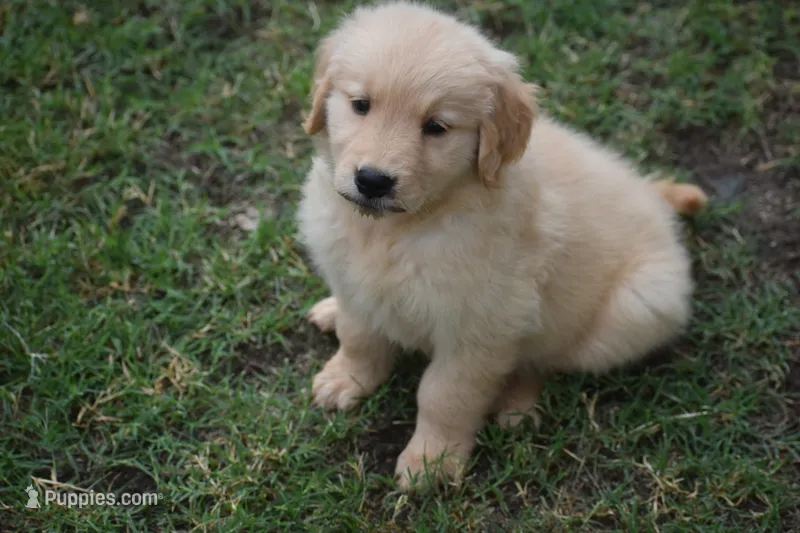 Rocky, a male Golden Retriever for sale in Goodyear, AZ – 1 of 2