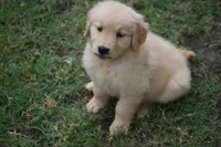 Rocky, a male Golden Retriever for sale in Goodyear, AZ – 1 of 2