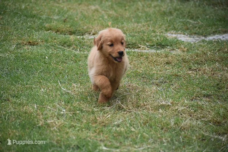 Daisy, a female Golden Retriever for sale in Goodyear, AZ – 1 of 2