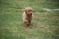 Daisy, a female Golden Retriever for sale in Goodyear, AZ – 1 of 2