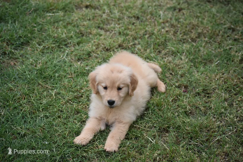 Lily, a female Golden Retriever for sale in Goodyear, AZ – 1 of 2